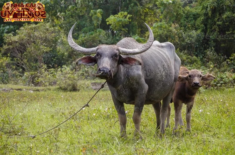 Giải mã điềm báo nằm mơ thấy trâu đánh con gì dễ trúng?
