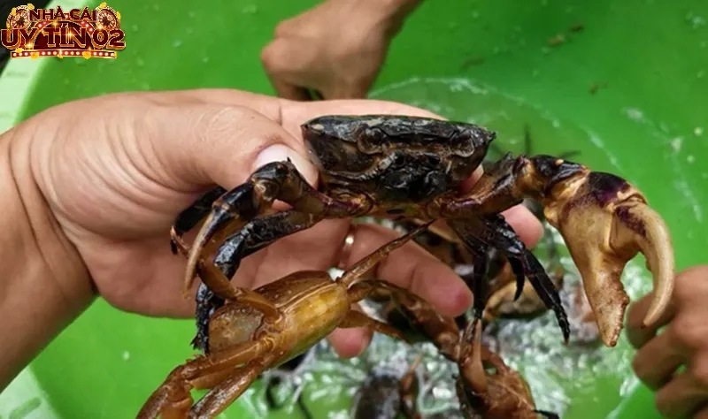 Nằm mộng thấy bắt được cua là điềm báo tốt