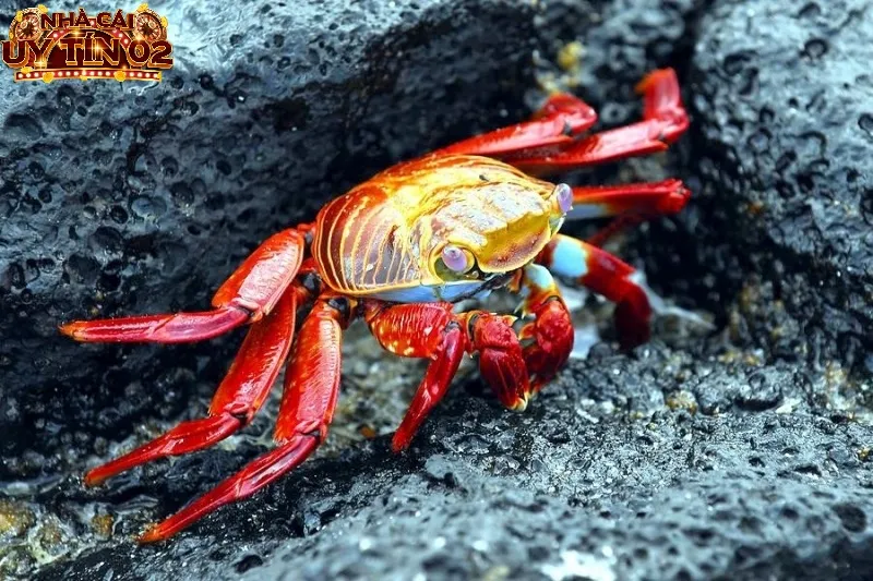 Khám phá những số may mắn liên quan đến giấc chiêm bao thấy cua