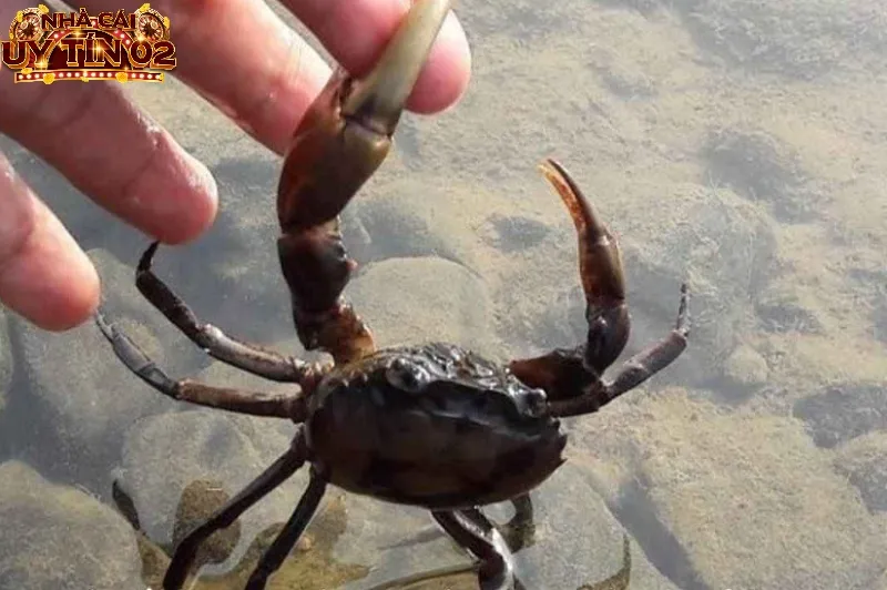 Mộng thấy bị cua kẹp tay là điềm báo không tốt