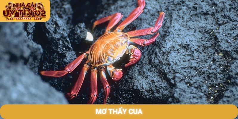 mơ thấy cua