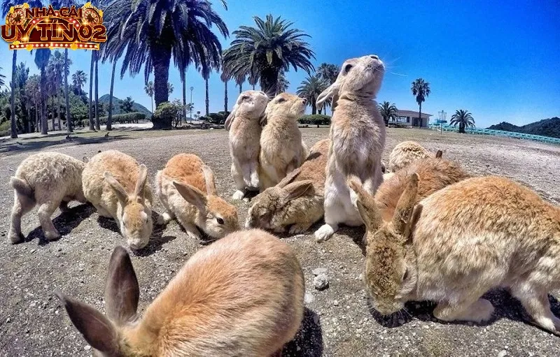 Chiêm bao thấy đàn thỏ là điềm báo tốt lành, hạnh phúc