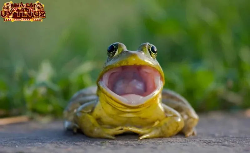 Ngủ chiêm bao thấy ếch kêu là điềm báo không tốt