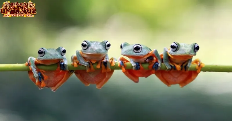 Chia sẻ những số đẹp liên quan đến giấc mộng thấy ếch