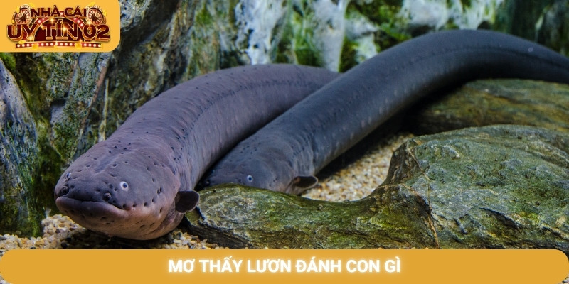 mơ thấy lươn đánh con gì