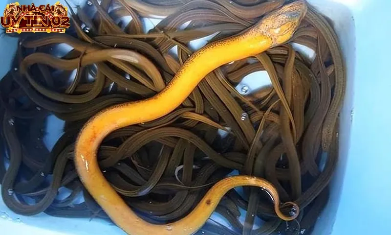 Nằm mộng thấy lươn màu vàng là điềm báo tài lộc, may mắn