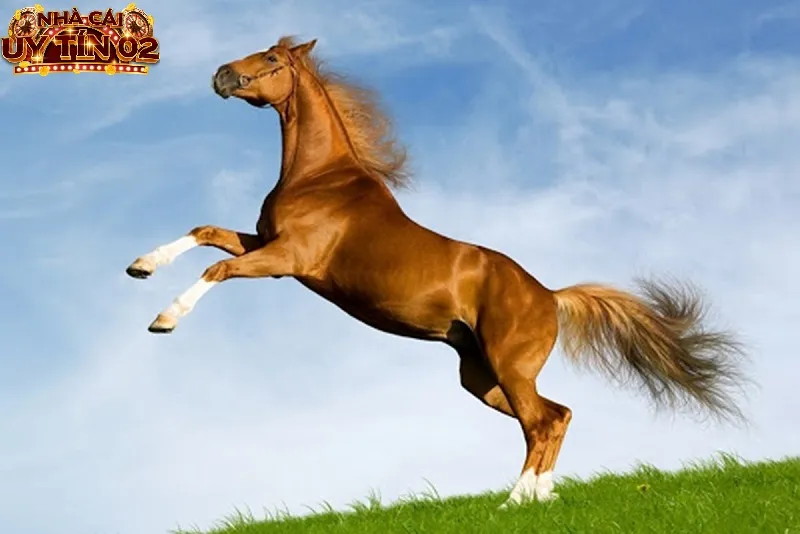 Nằm mộng thấy ngựa màu vàng là điềm báo tốt