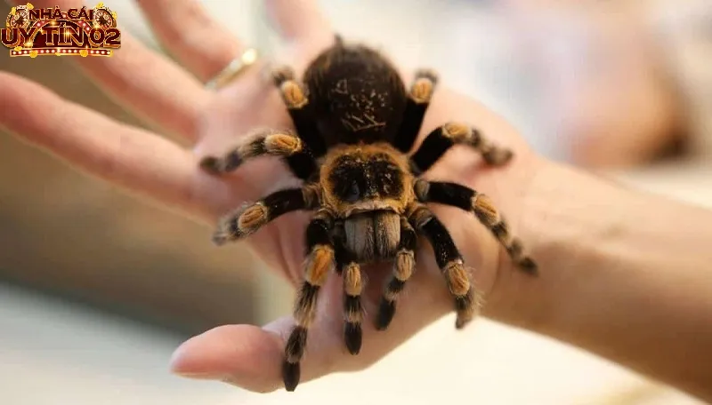 Nằm mộng thấy nhện đang bò trên người là điềm không tốt