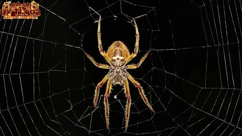 Ngủ chiêm bao thấy nhện mang đến nhiều con số may mắn