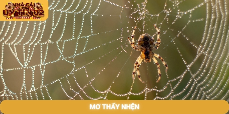 Mơ thấy nhện