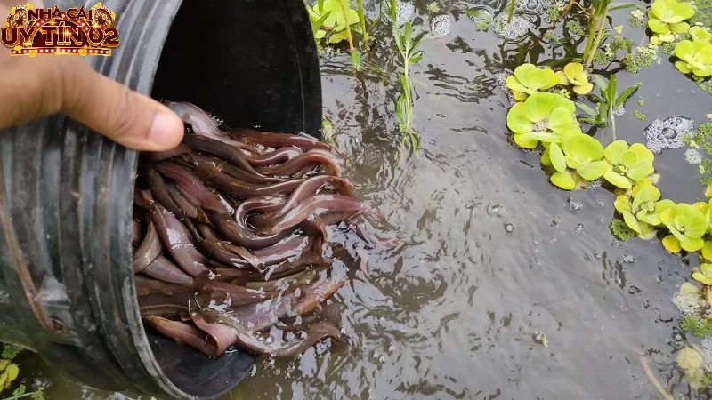 Ngủ mộng thấy nhiều lươn là điềm báo tốt