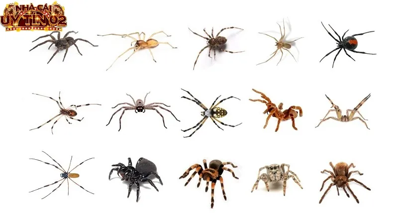 Giấc chiêm bao thấy nhiều nhện mang đến nhiều ý nghĩa