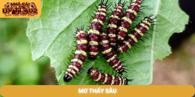 mơ thấy sâu