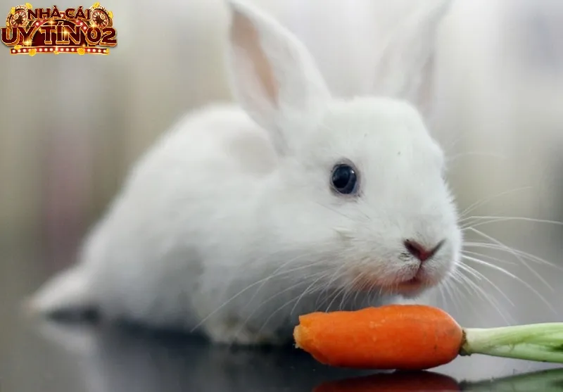 Nằm mộng thấy thỏ trắng là điềm báo tốt đẹp