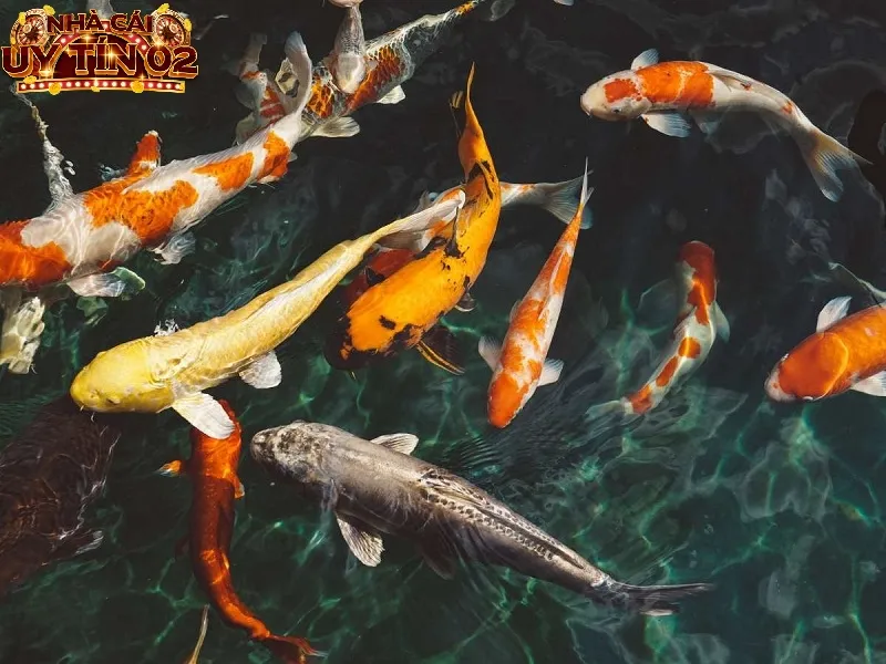 Chia sẻ nằm mơ thấy cá đánh con gì dễ thắng?