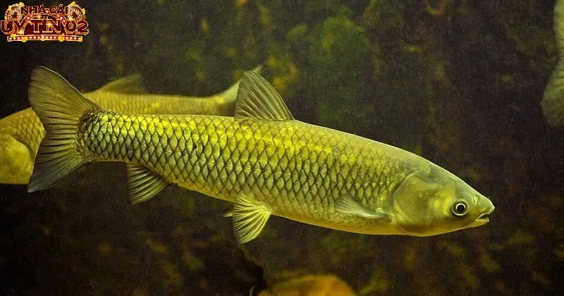 Mơ thấy cá lớn - nằm mơ thấy cá đánh con gì?