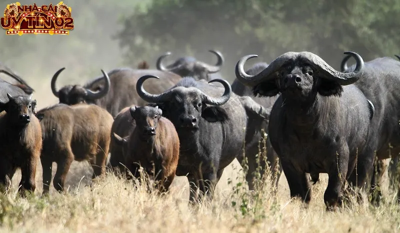 Mơ thấy đàn trâu là điềm báo tốt đẹp