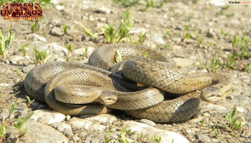 Giải đáp nằm mơ thấy rắn đánh con gì chơi lô đề chuẩn?