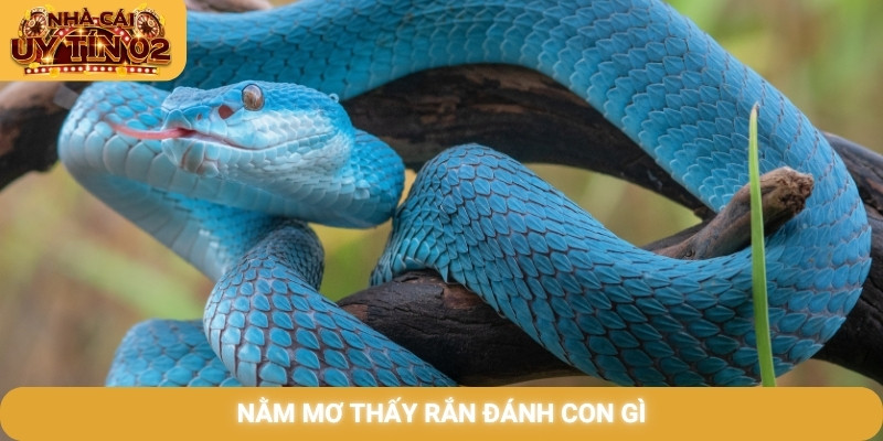 Nằm mơ thấy rắn đánh con gì