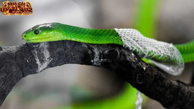 Giấc ngủ thấy rắn lột xác - nằm mơ thấy rắn đánh con gì?