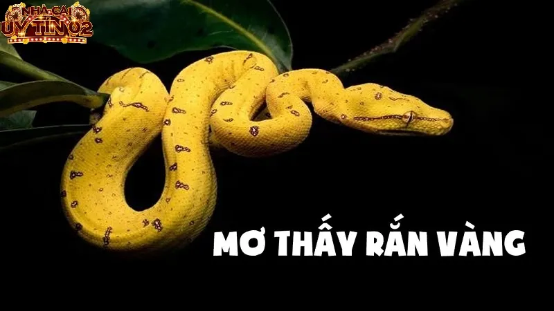 Ngủ mơ thấy rắn màu vàng - nằm mơ thấy rắn đánh con gì?