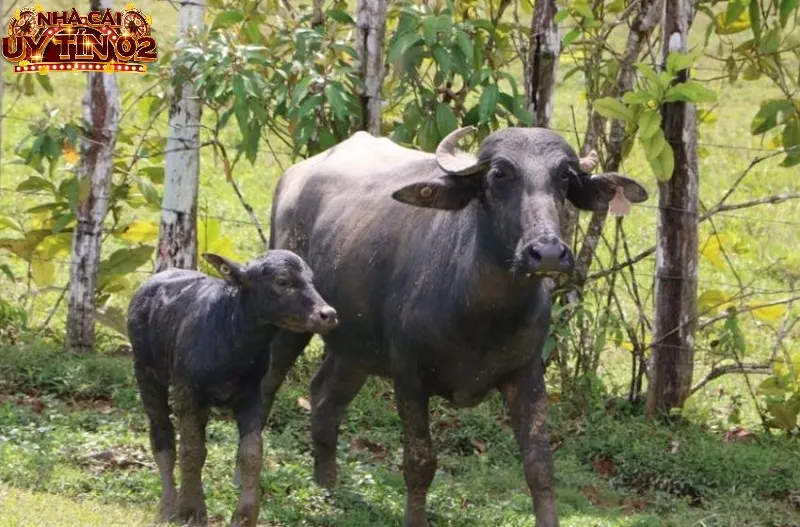 Nằm mộng thấy trâu con - nằm mơ thấy trâu đánh con gì?