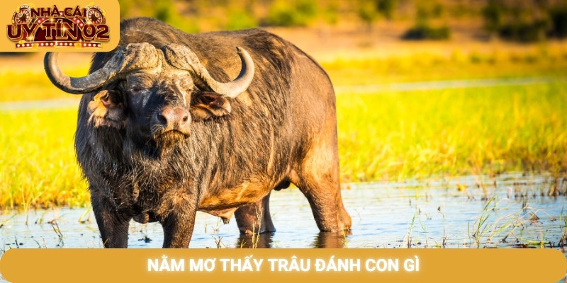nằm mơ thấy trâu đánh con gì